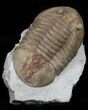 Big Asaphus Plautini Trilobite - #30891-2